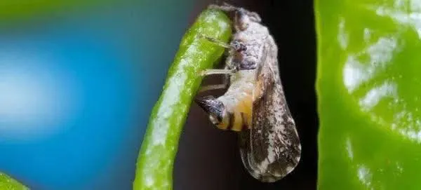 FUNDECITRUS